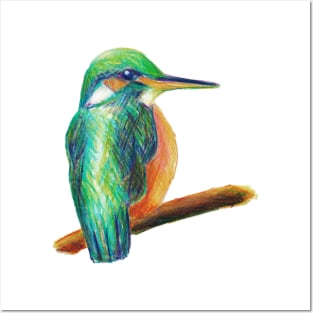 Color pencil - Kingfisher Posters and Art